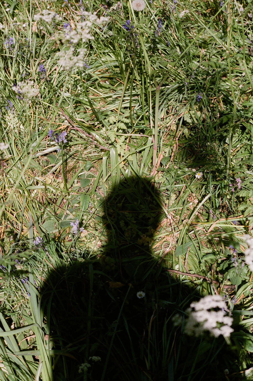 a photo of a person’s shadow in green grass from Lina Scheynius’ photo-essay for Tabayer Jewelry
